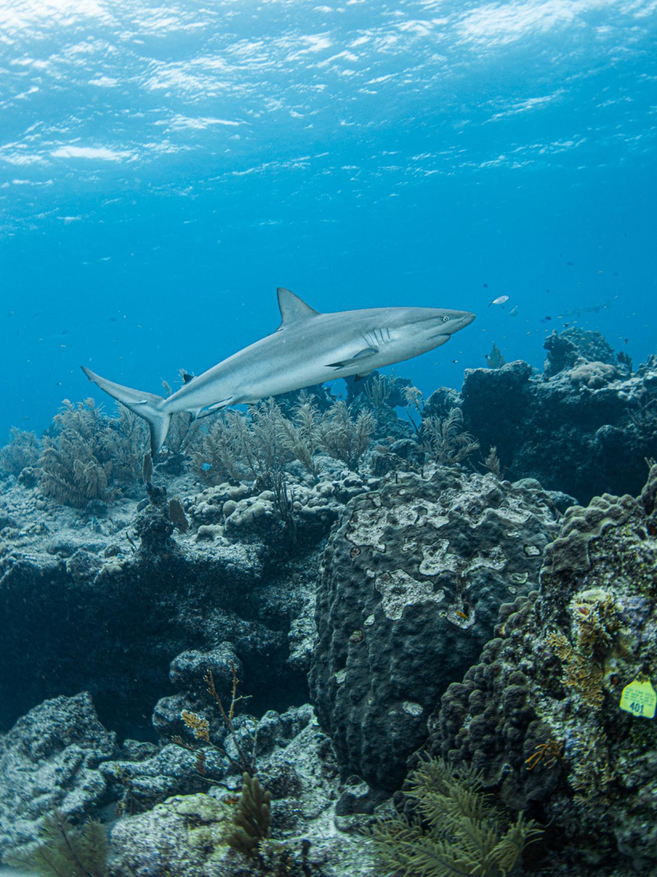 Reef Shark Looe Key