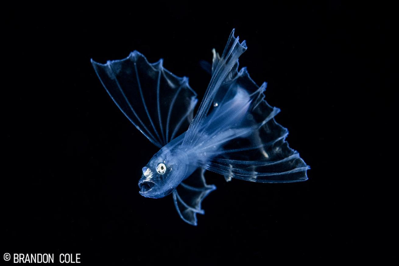 Pelagic Blackwater Dive Florida