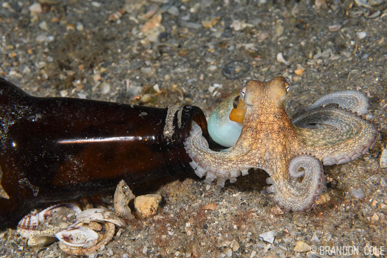 Octopus at Blue Heron Bridge