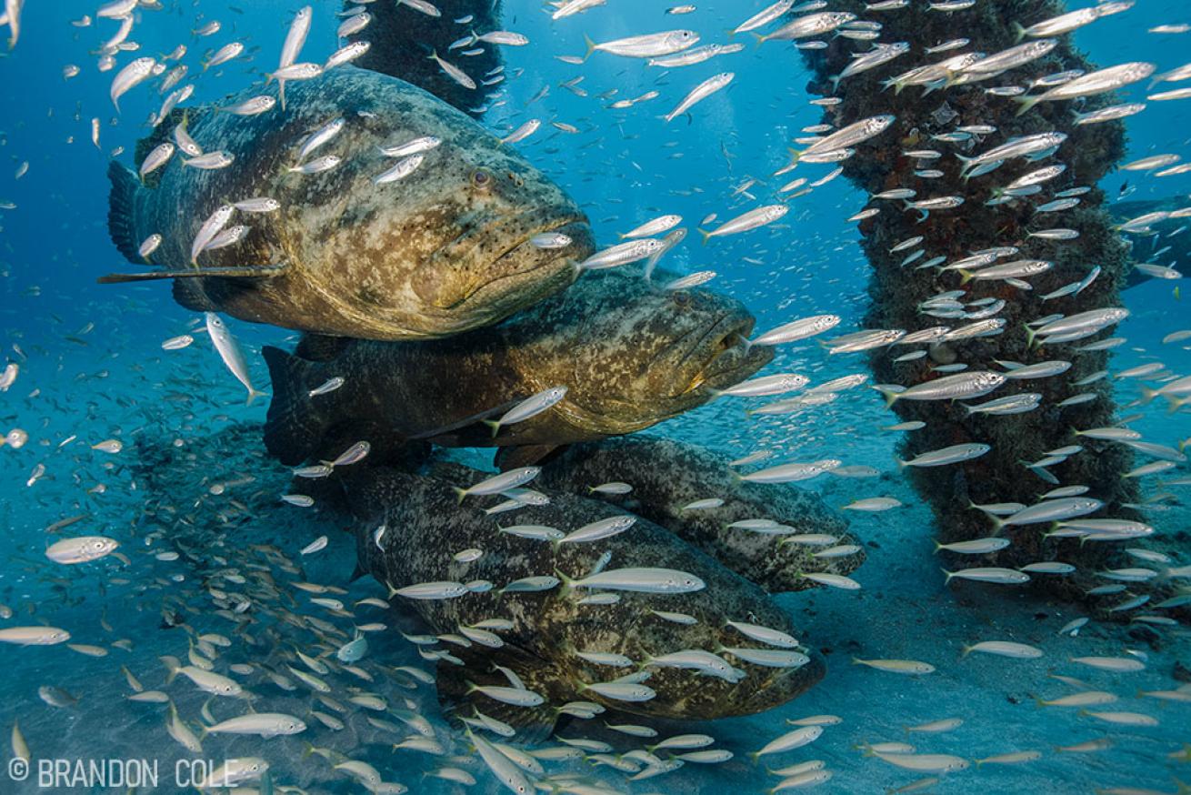 Goliath Grouper in Florida