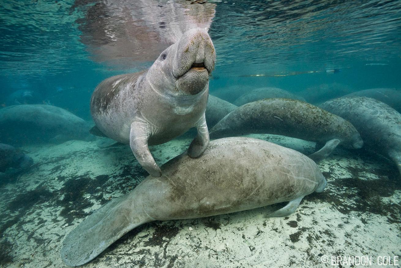 Florida Manatees Crystal River