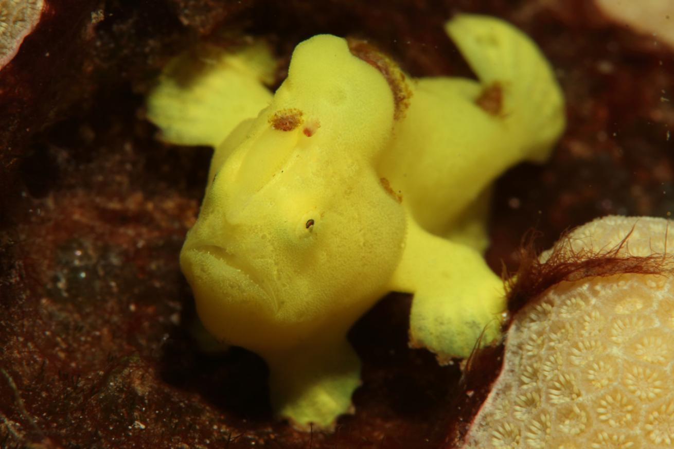 Frogfish in Maui Hawaii