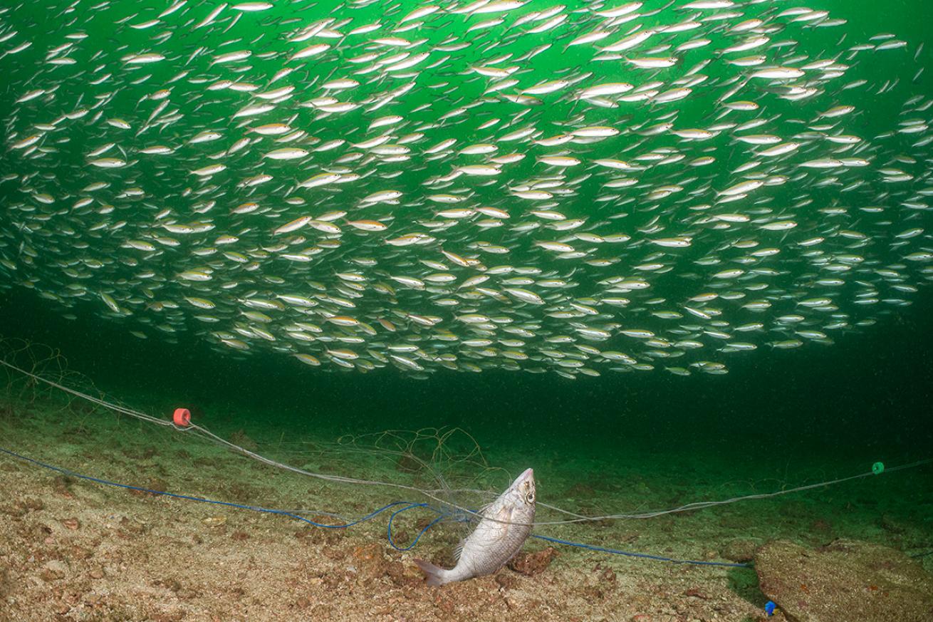 Dead fish caught in ghost net