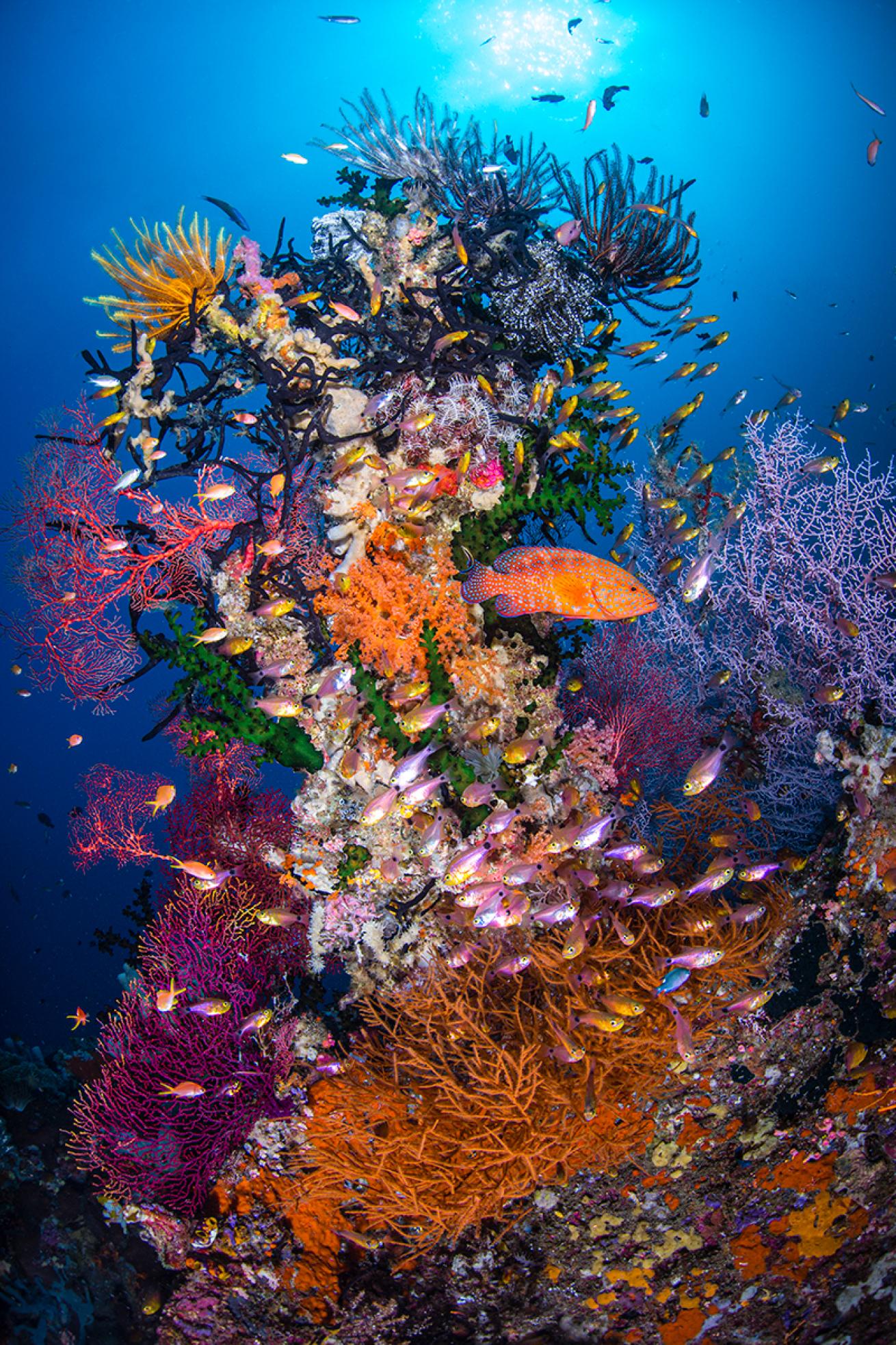 Vertical reefscape in Raja Ampat