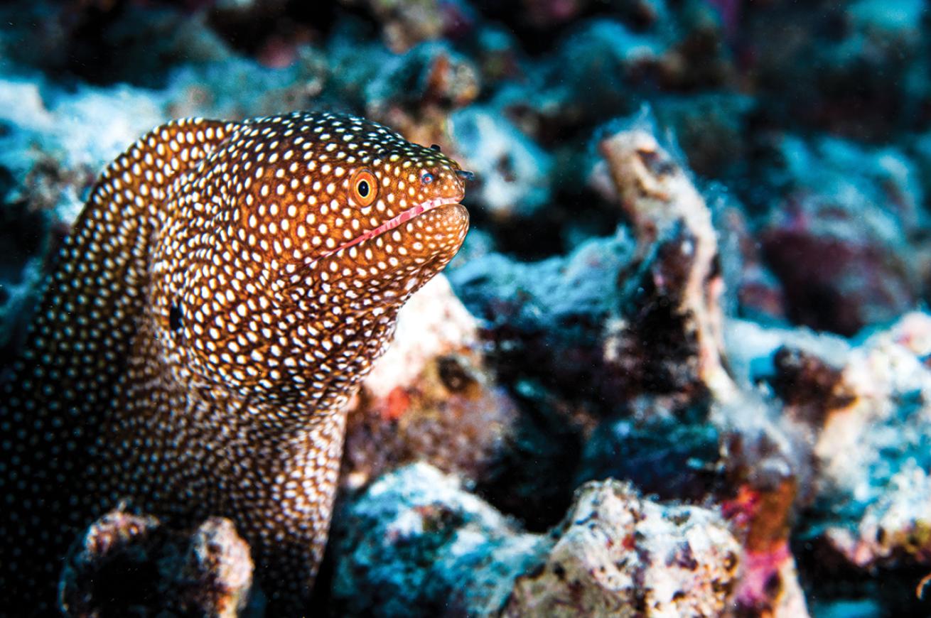 Spotted eel