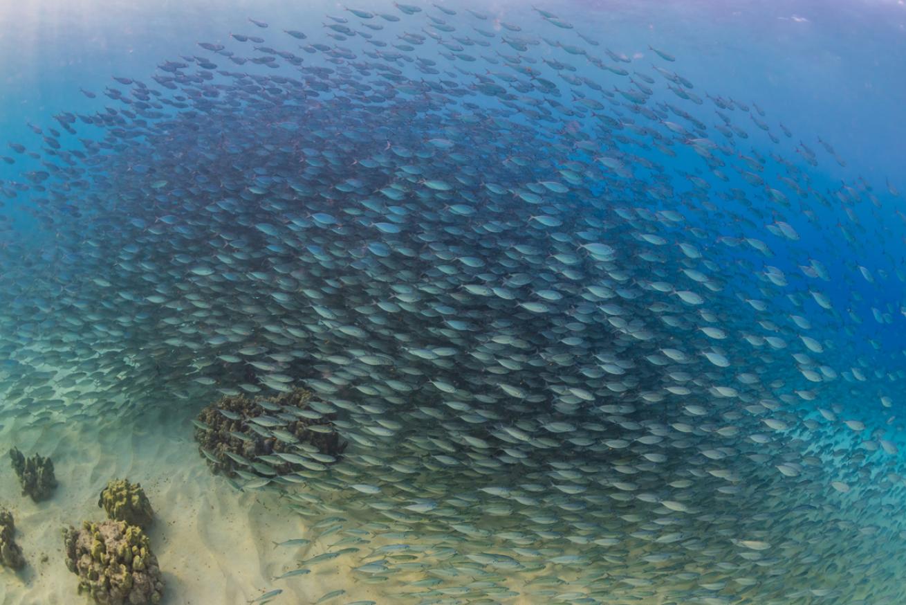 School of Scad Fish Hawaii