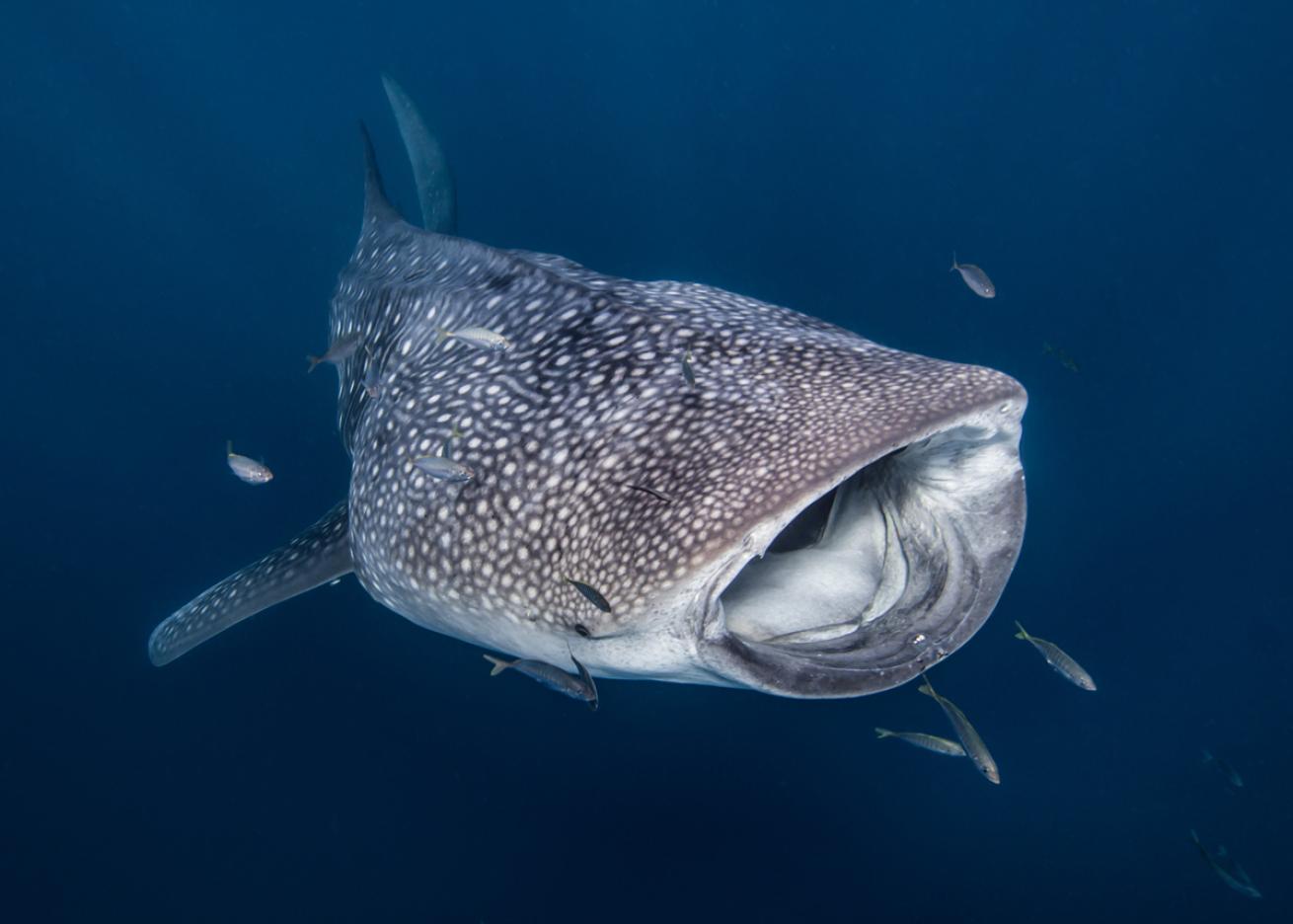 Whale Shark Ningaloo Reef