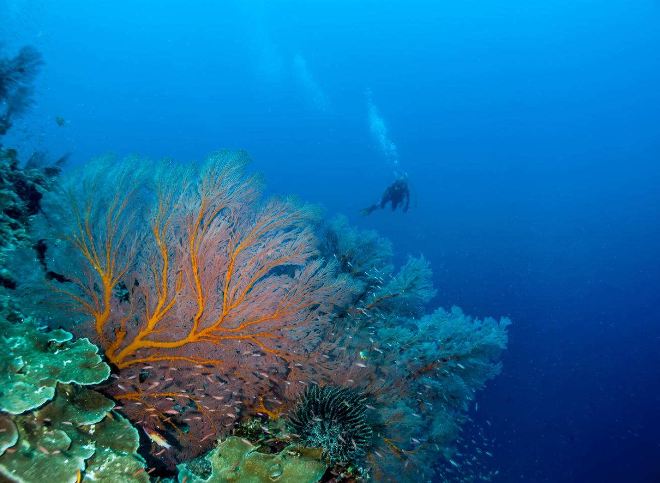 Rowley Shoals Dive Western Australia