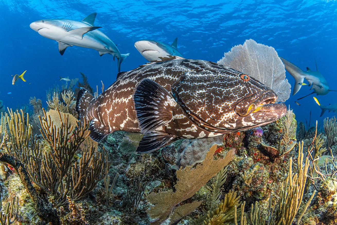 Black grouper