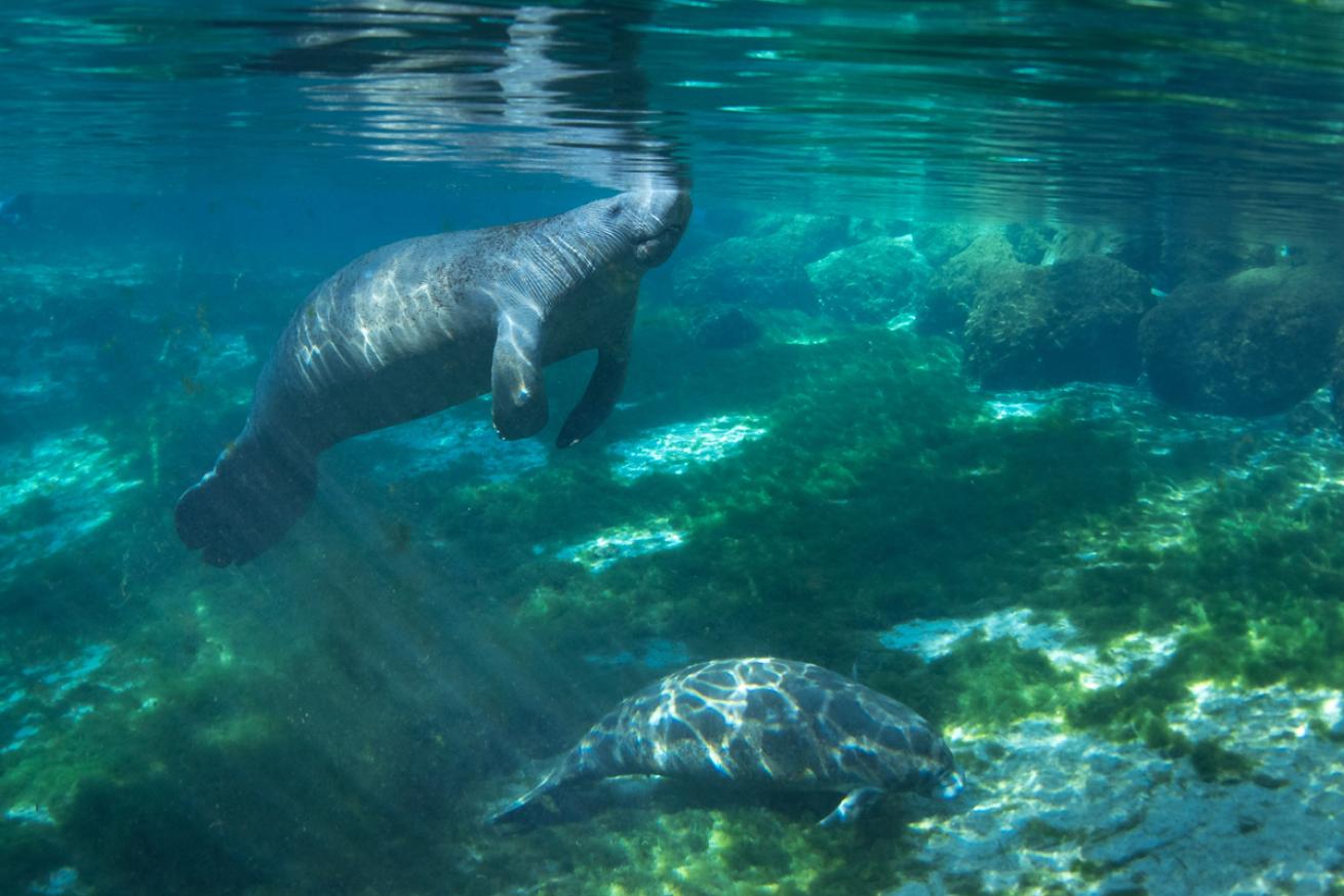 Manatee and Calf in Crystal River, Florida