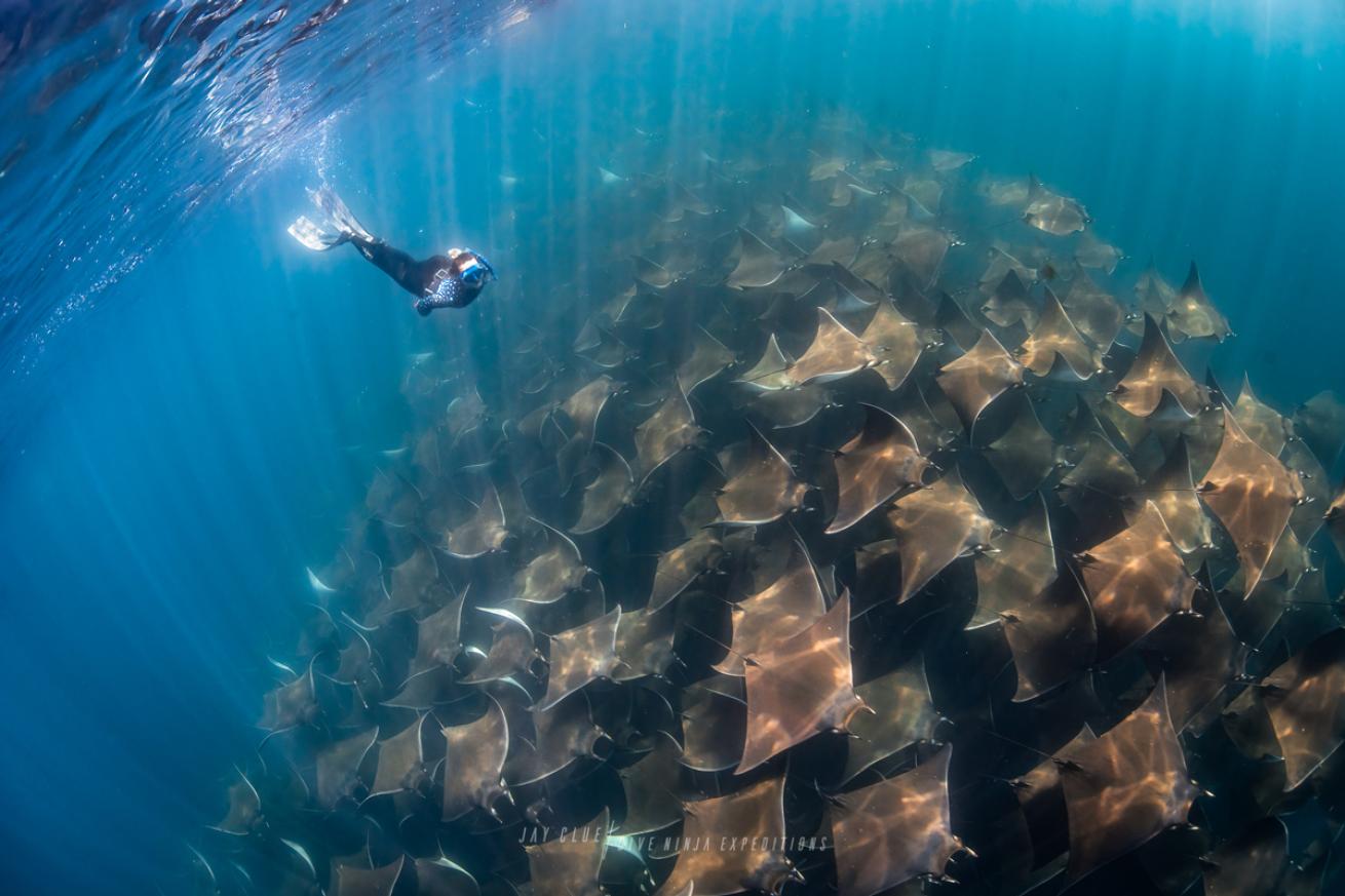 Freediver with Mobula Rays