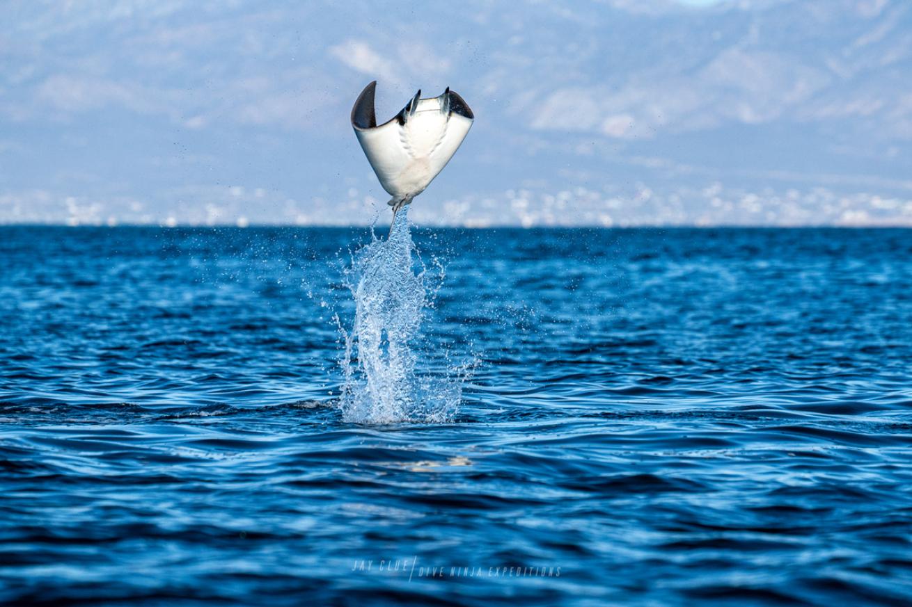 Mobula Ray Leap