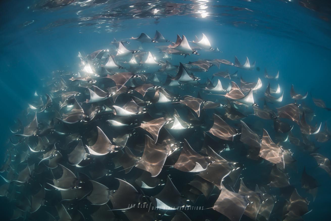 Mobula Rays in Baja Sur 