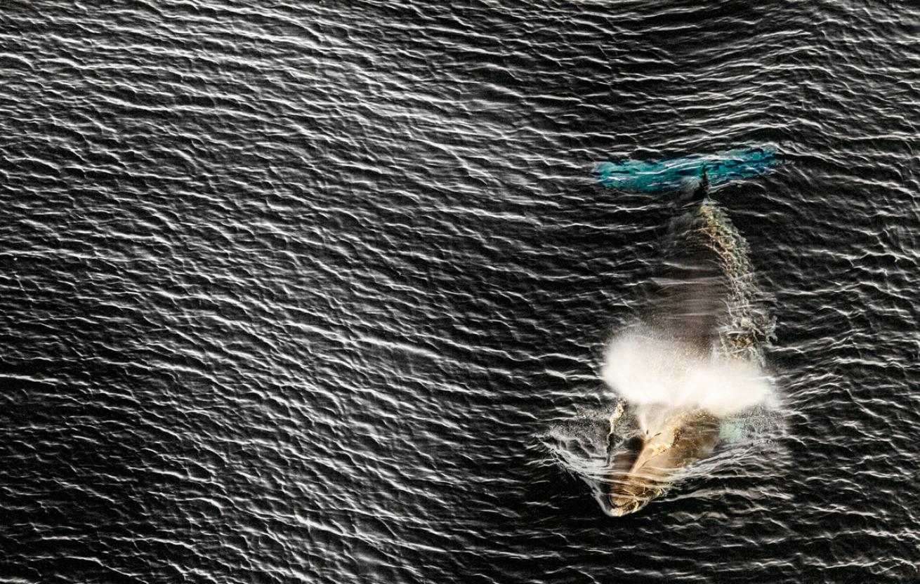 Minke Whale Ross Sea