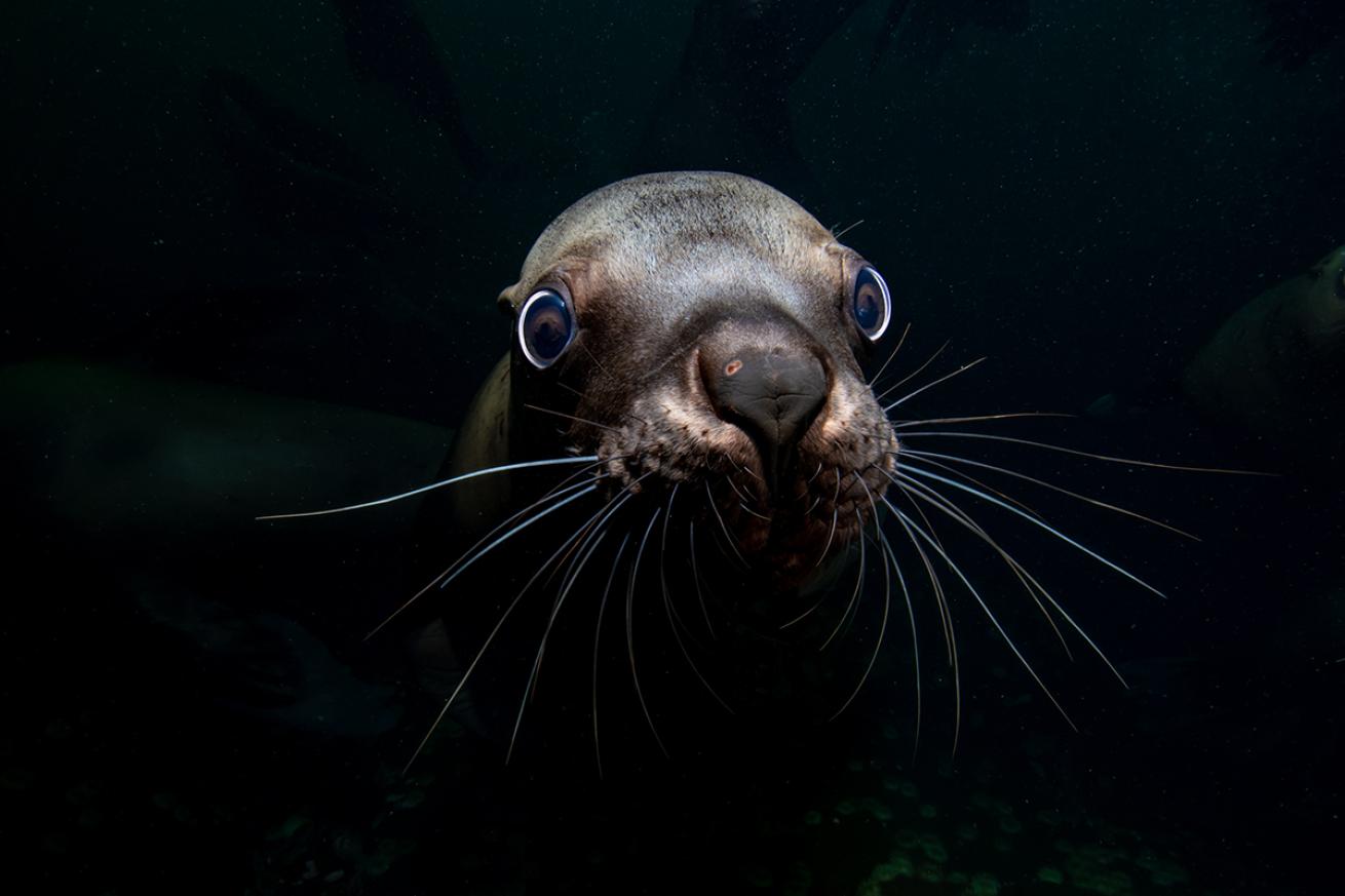 Close up of a sea lion's face