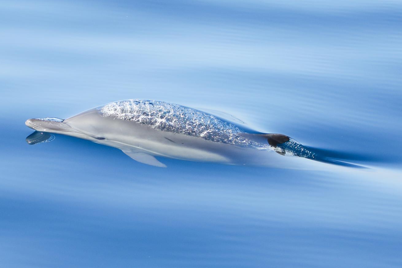 A spotted dolphin breaks the ocean's surface