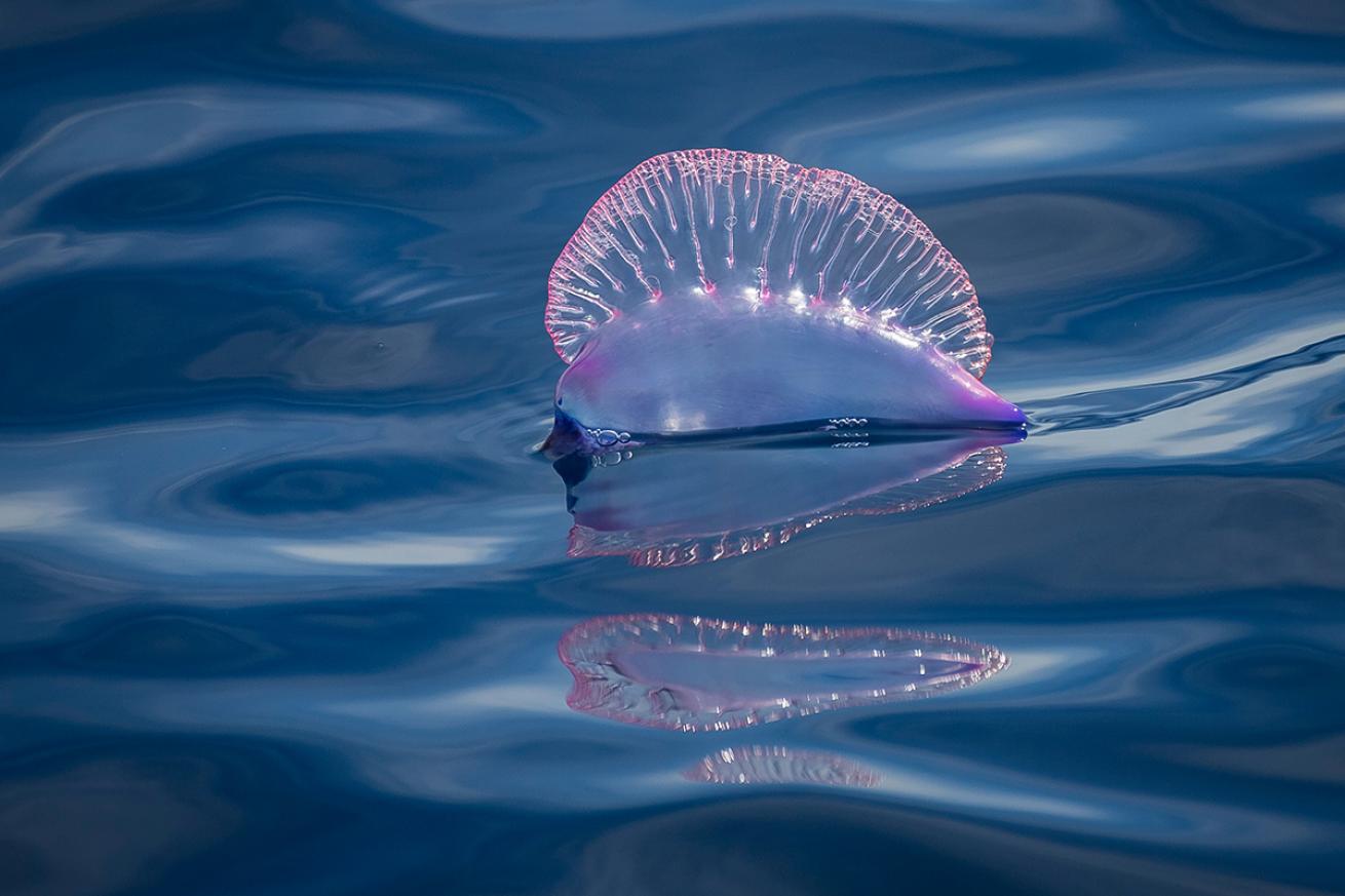 portuguese man o war at the surface