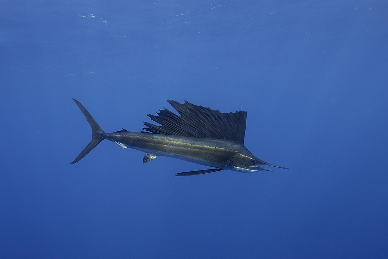 Sailfish