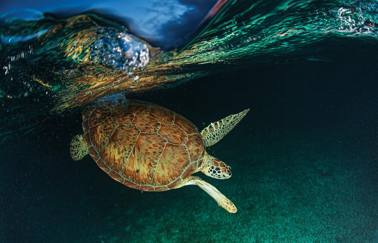 BanishingBycatch.Turtle.August2021.ScubaDivingMagazine