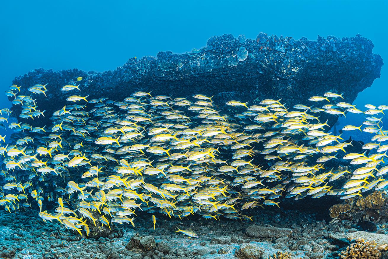 A school of small yellow fish with small blue stripes and white undersides swarm near Maui&#039;s Mala Pier