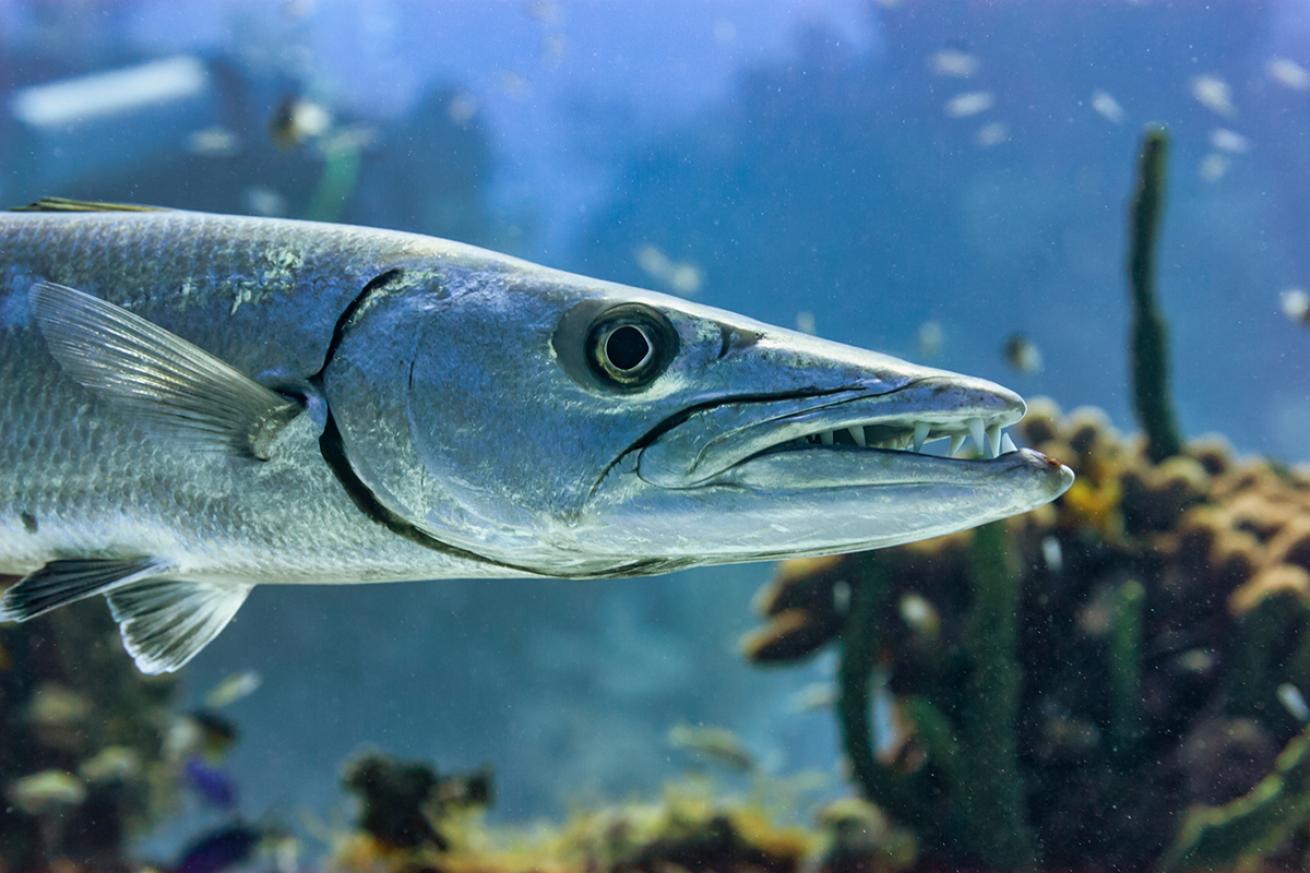 Barracuda face