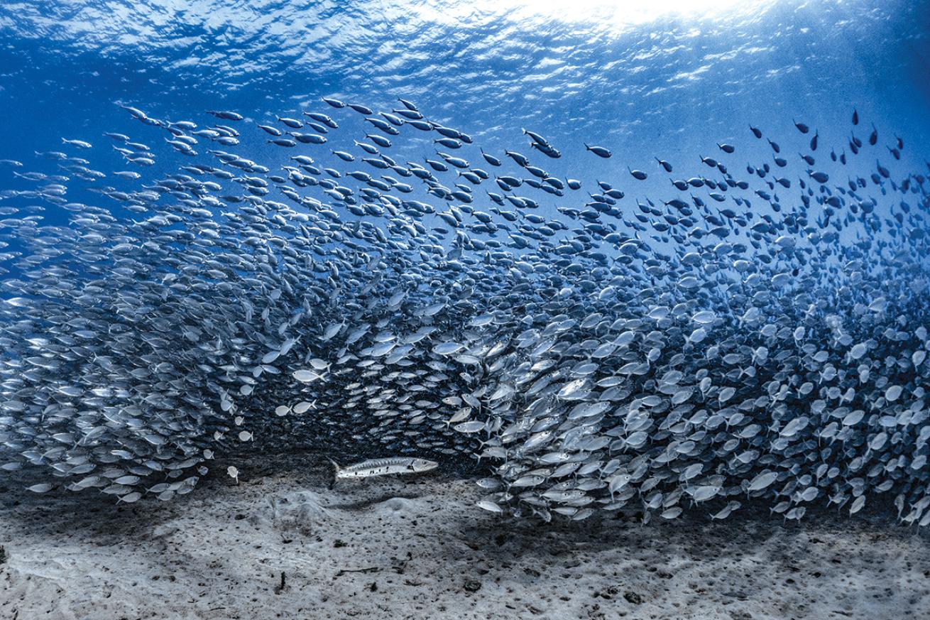 Barracuda in school of small fish