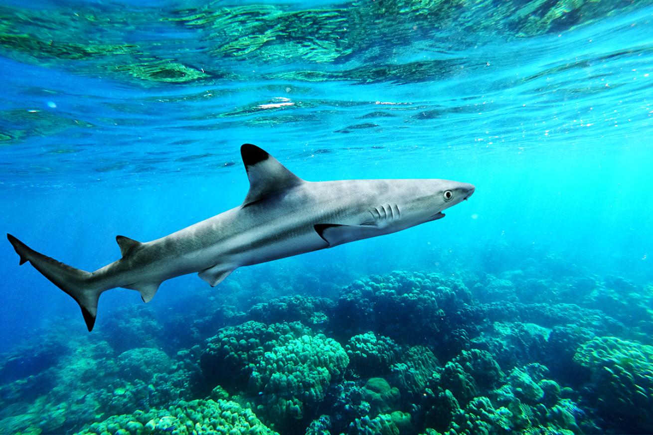 Blacktip reef shark