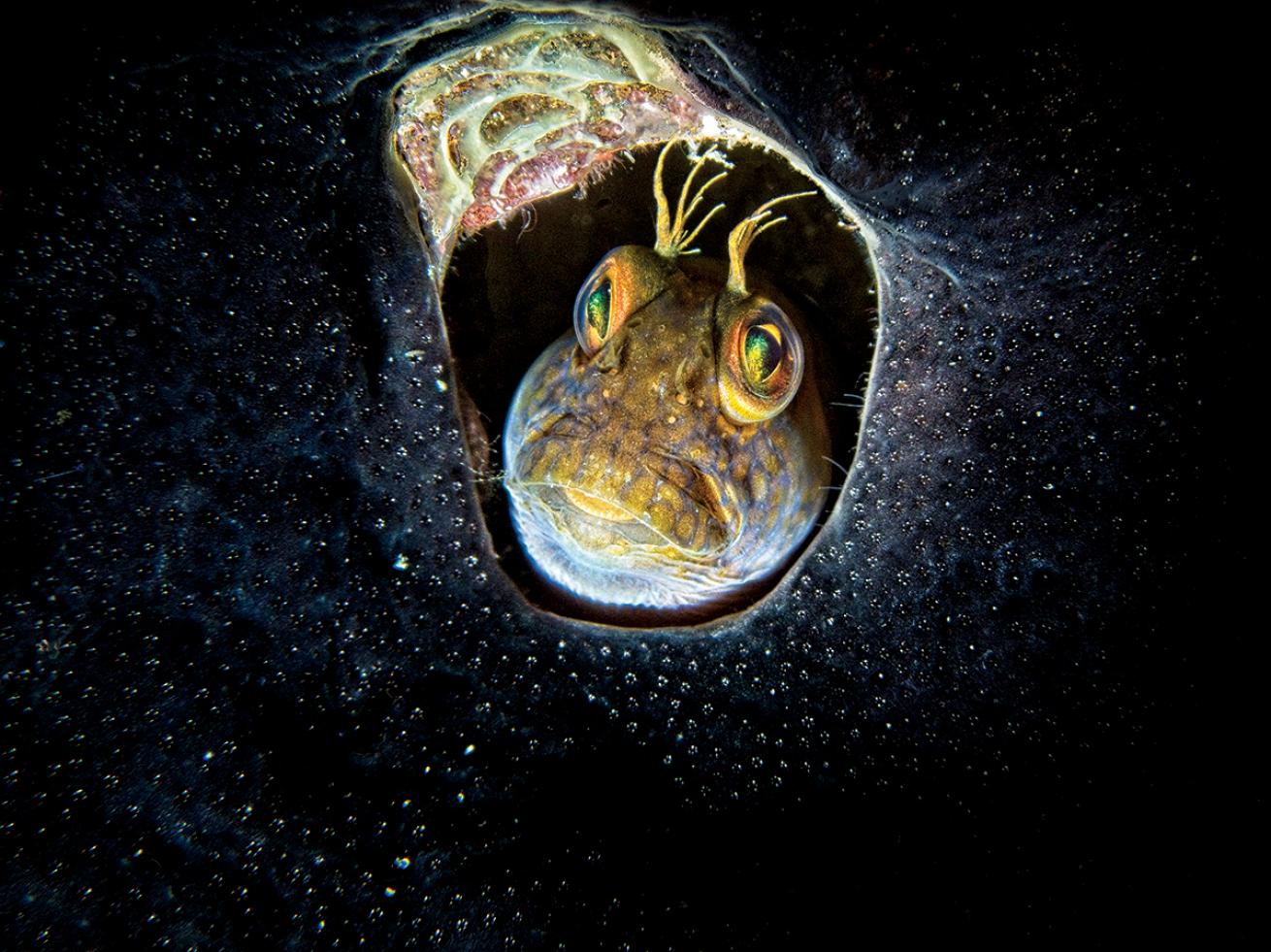 Blenny in a black sponge