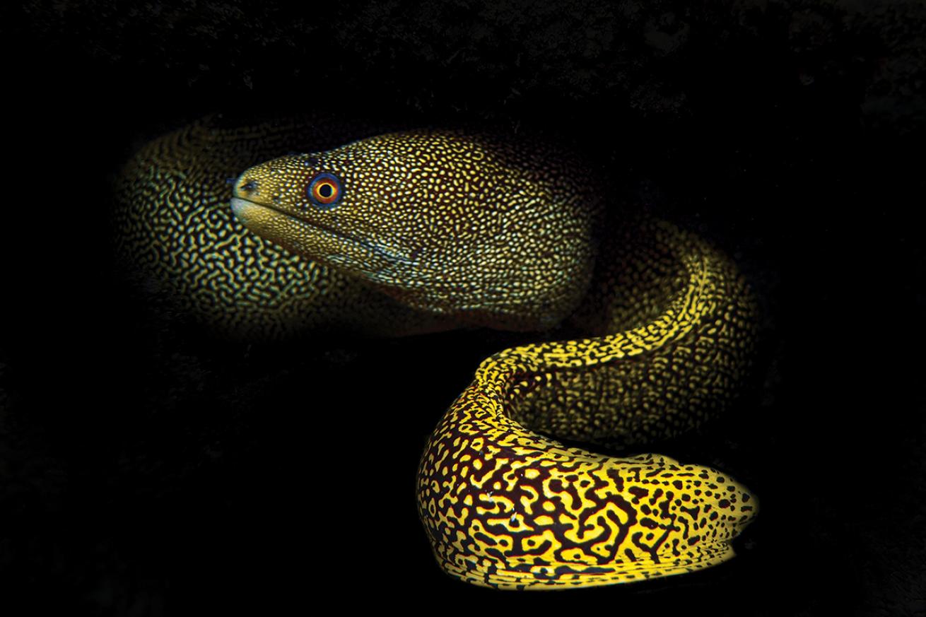 Goldentail moray eel