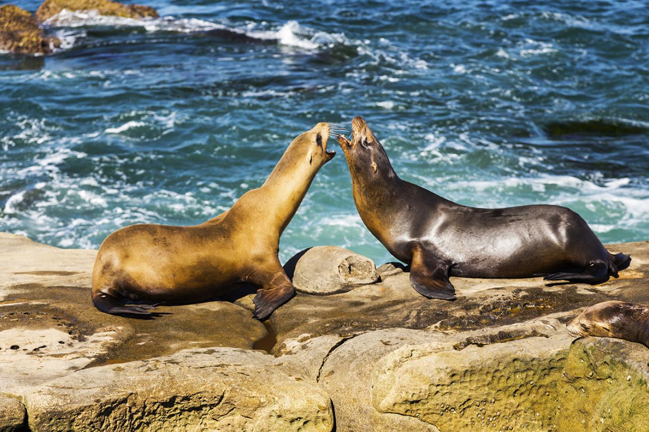 Sea lions