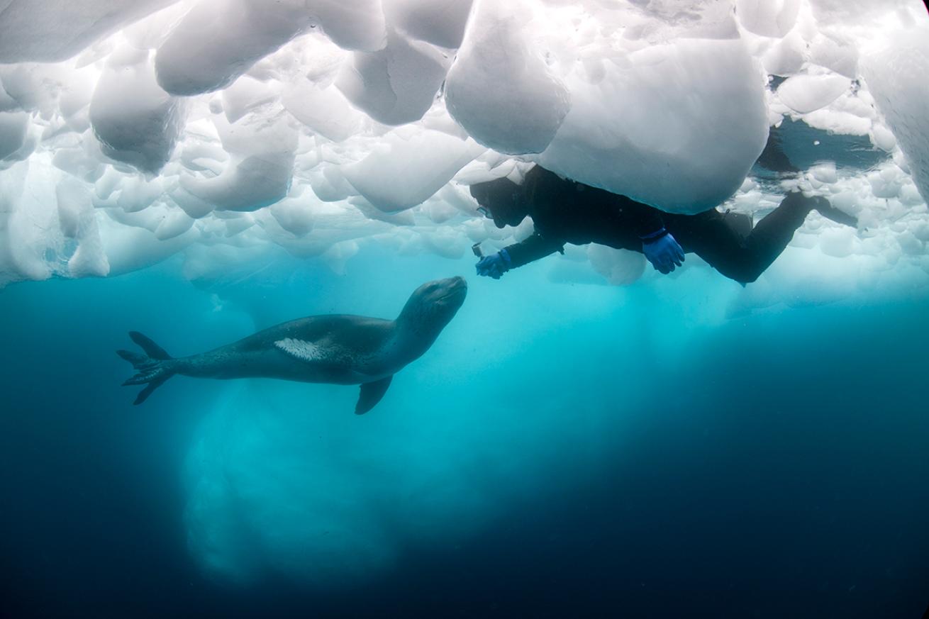 Diver and leopard seal 