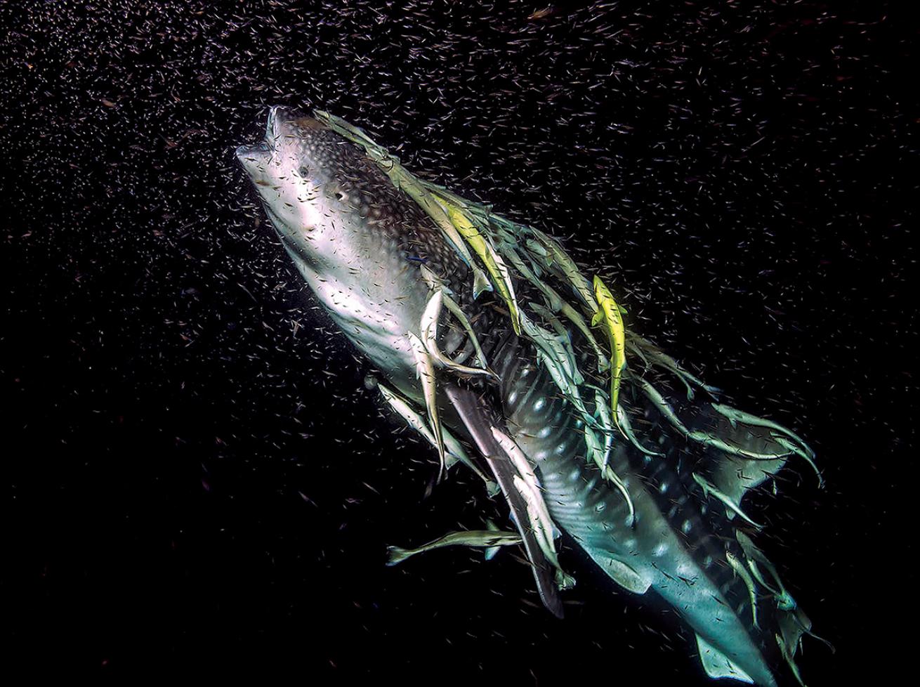 Whale shark with ramoras