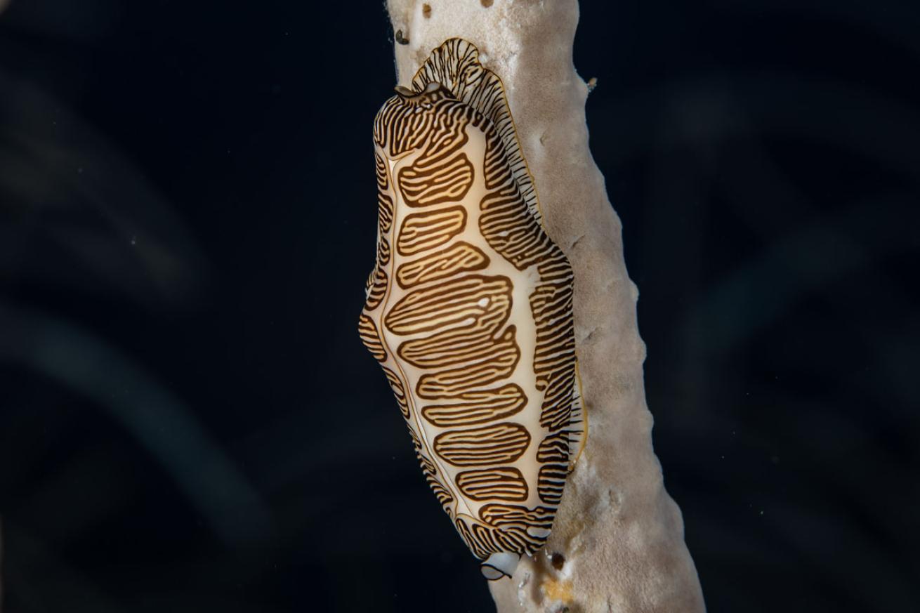 Fingerprint cyphoma on coral