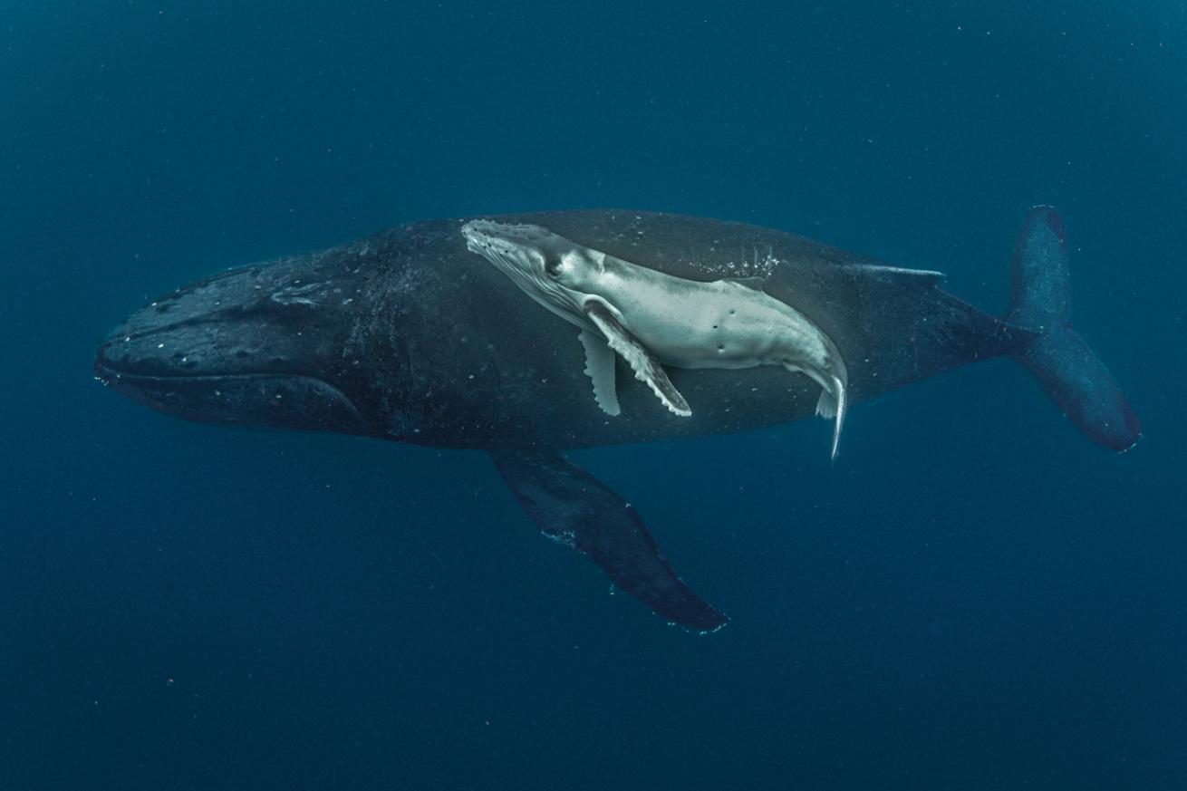 anniecrawley.humpbackmamababy.scubadivingmag.septoct2021