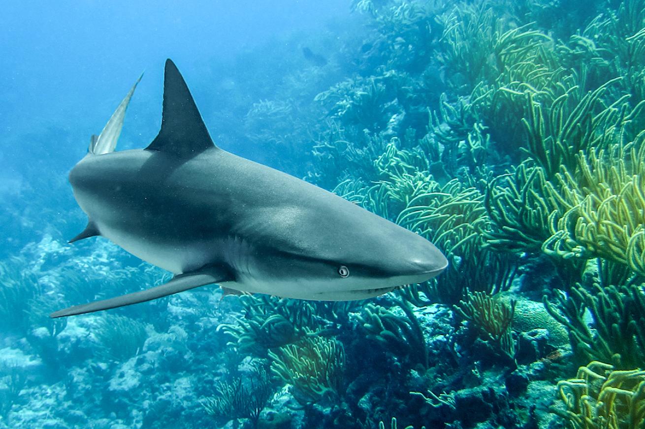 Caribbean Reef Shark