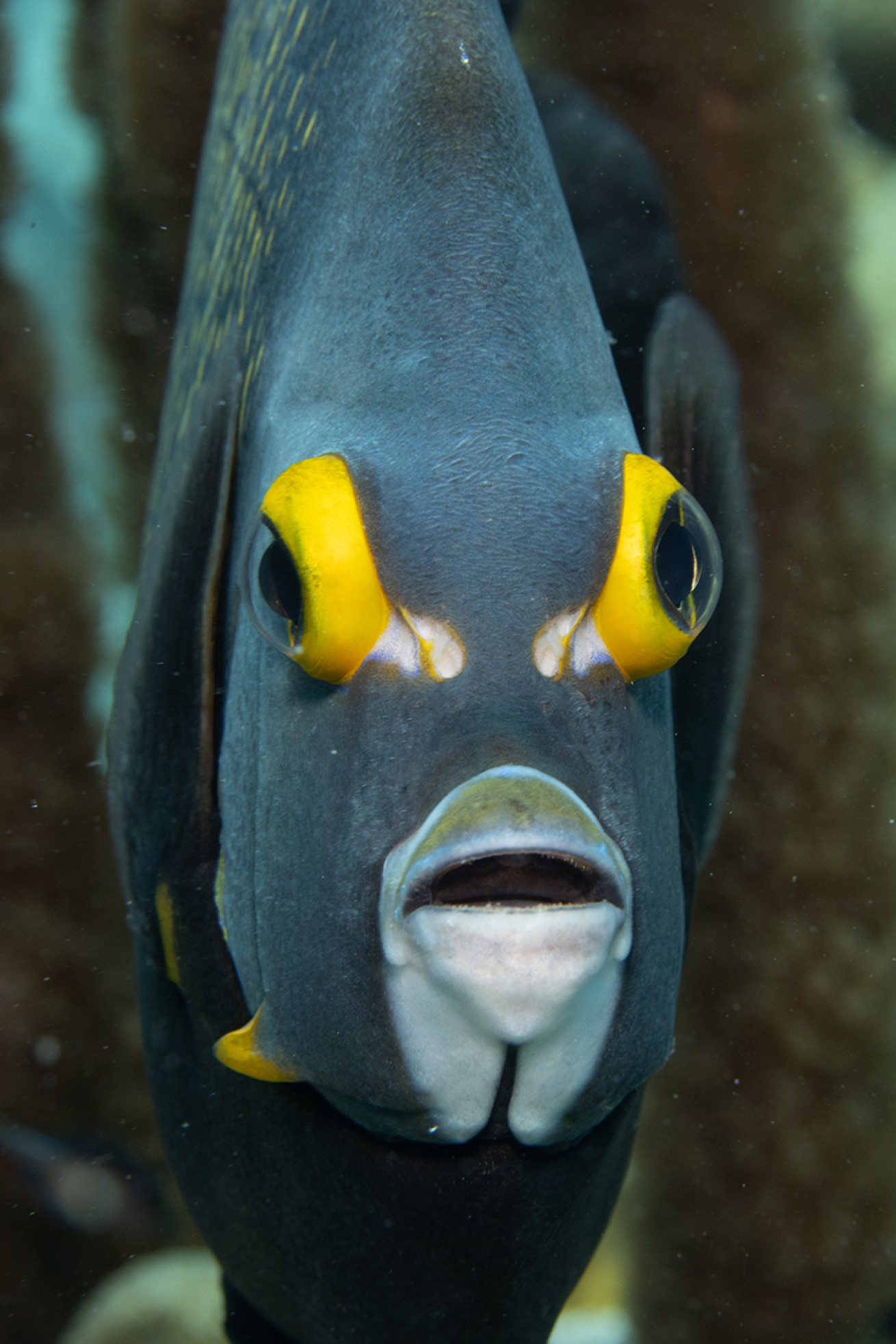 French angelfish