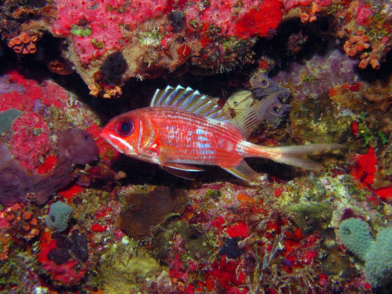 Longspine squirrelfish