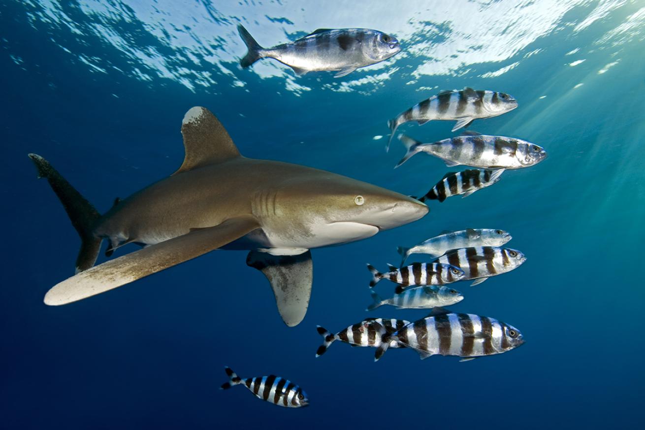 Oceanic whitetip