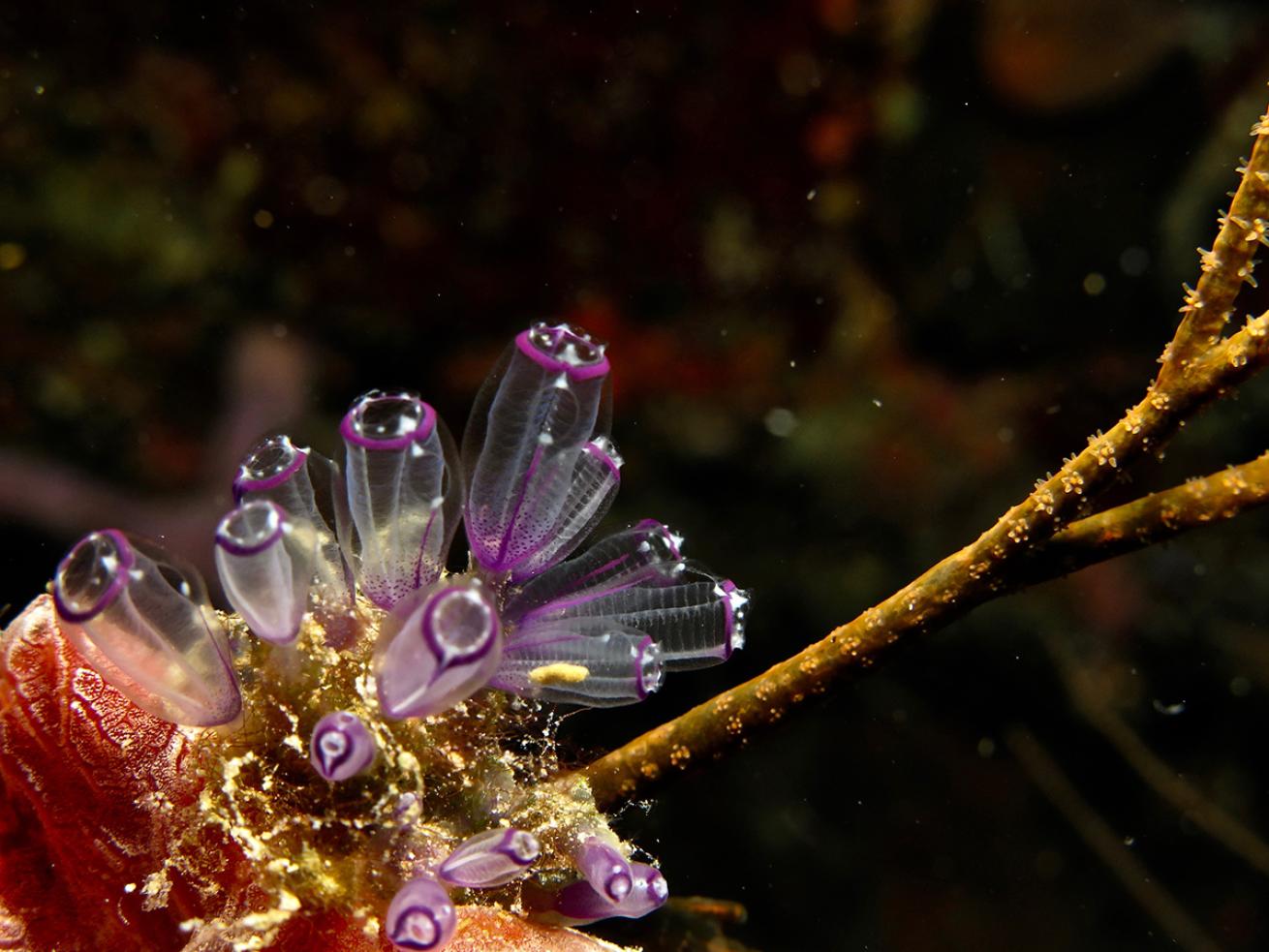 Painted tunicates