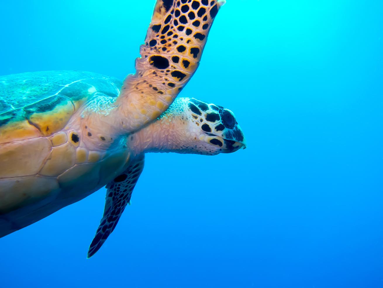 Sea turtle