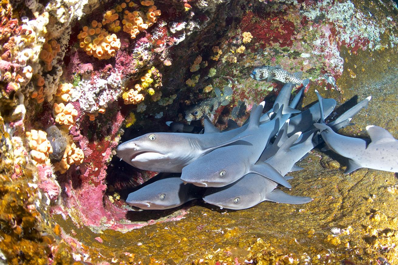 White tip reef sharks