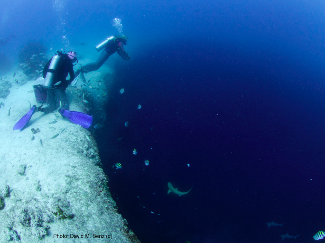 Lost Blue Hole divers