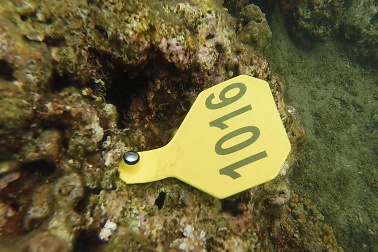 Coral outplant tag