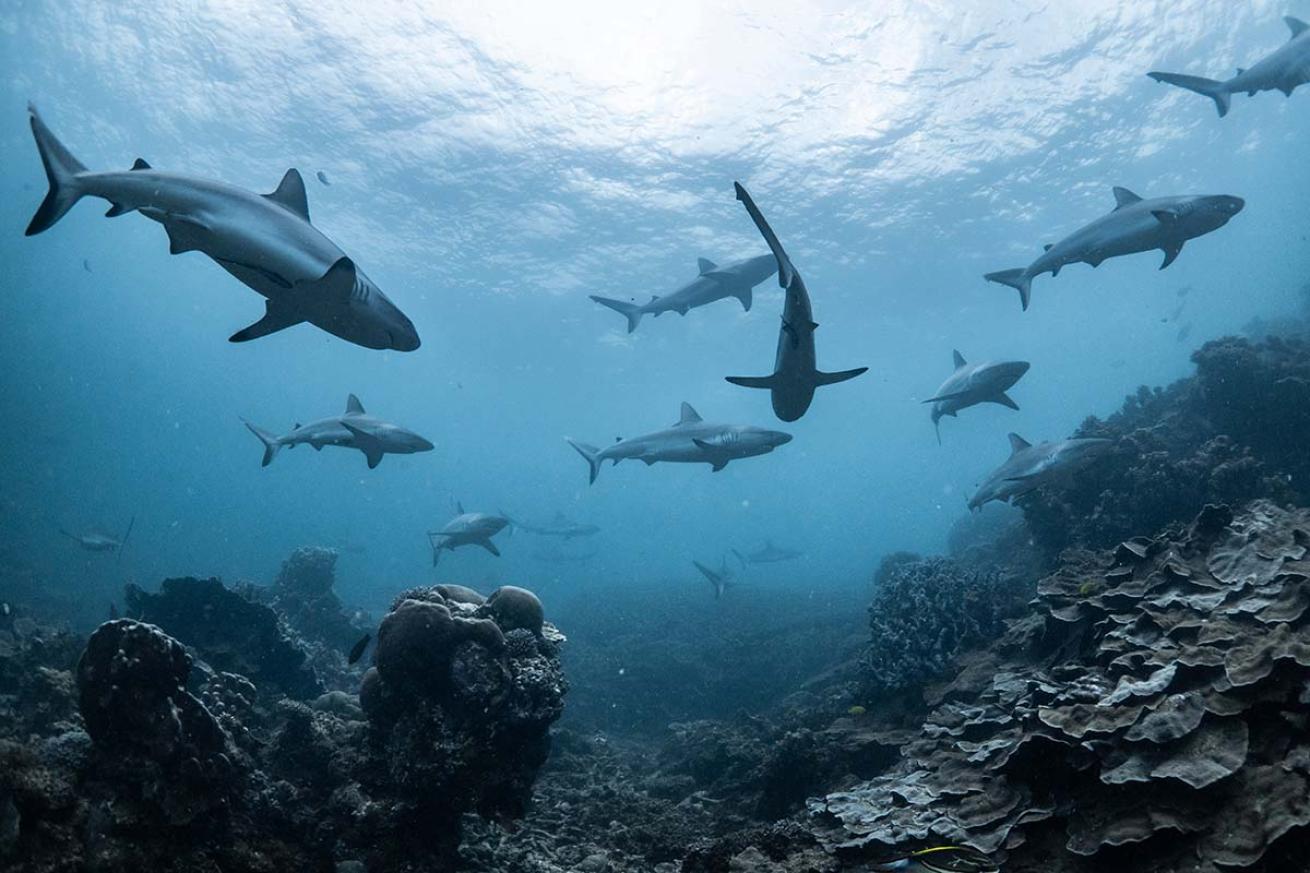 Schooling grey sharks