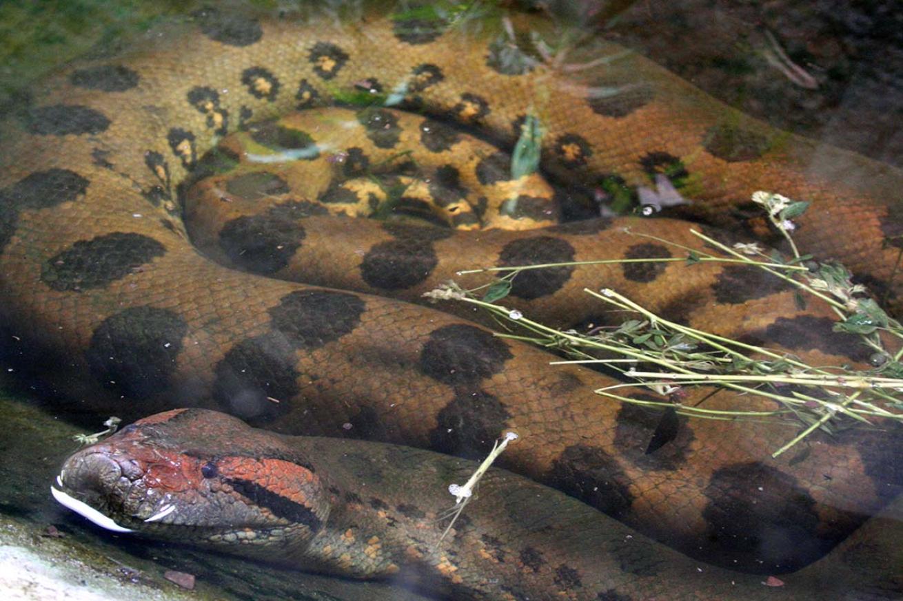 anaconda