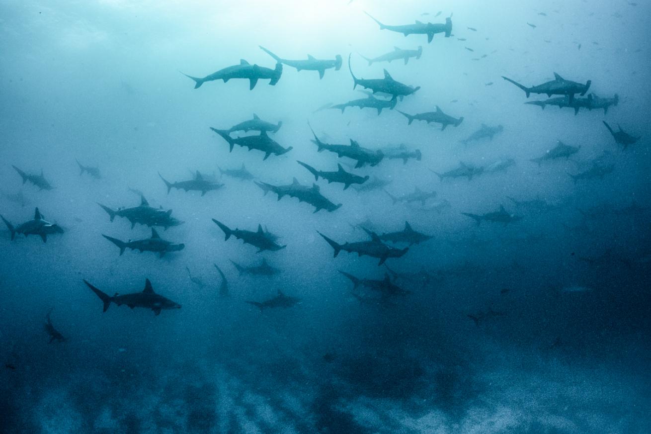 annie-crawley-hammerheads.scubadivingmagazine.november2021