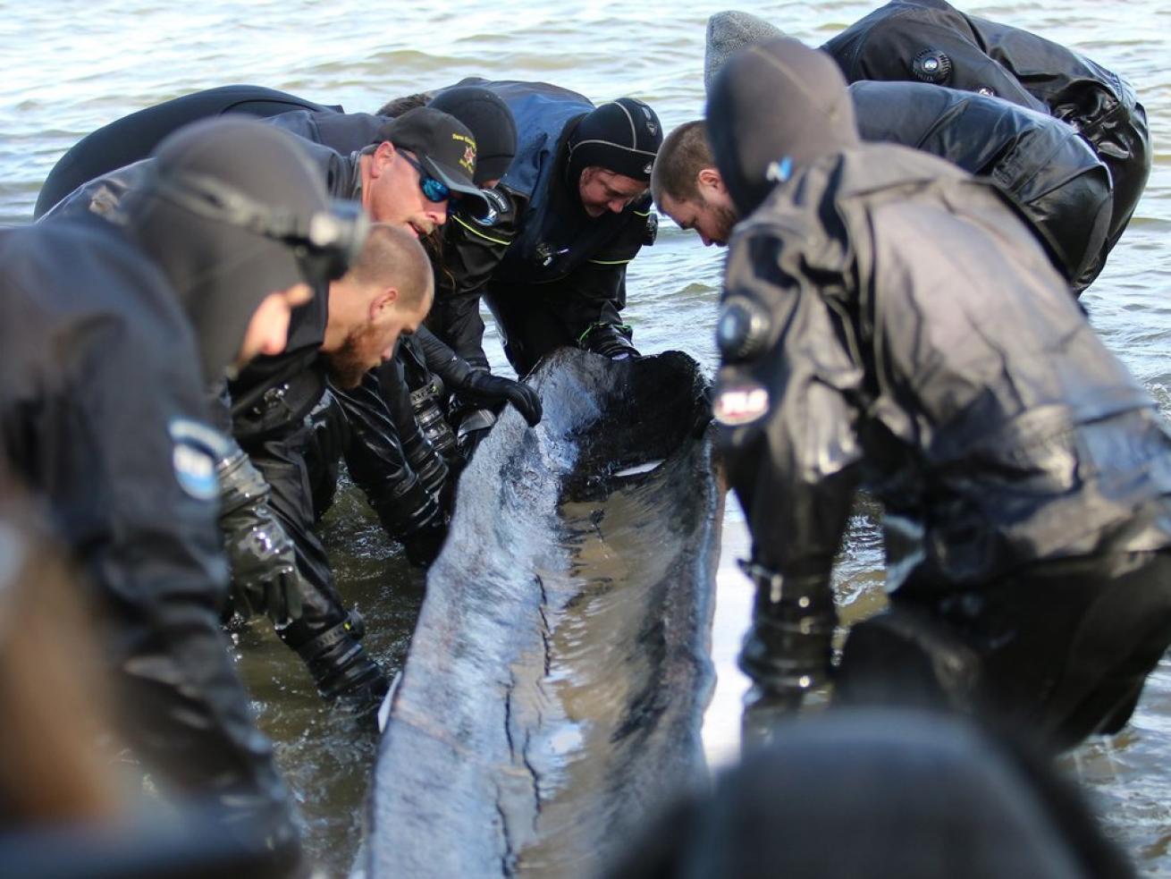 Divers haul dugout canoe from water