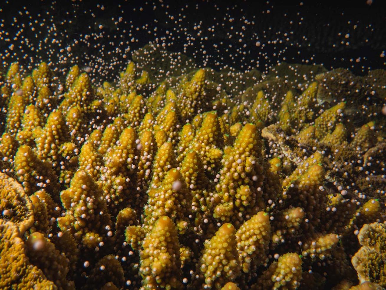 acropora spawning