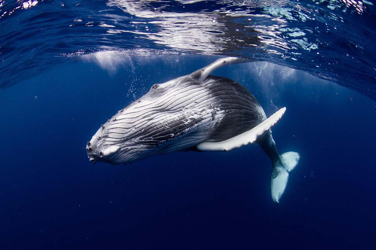 Humpback whale