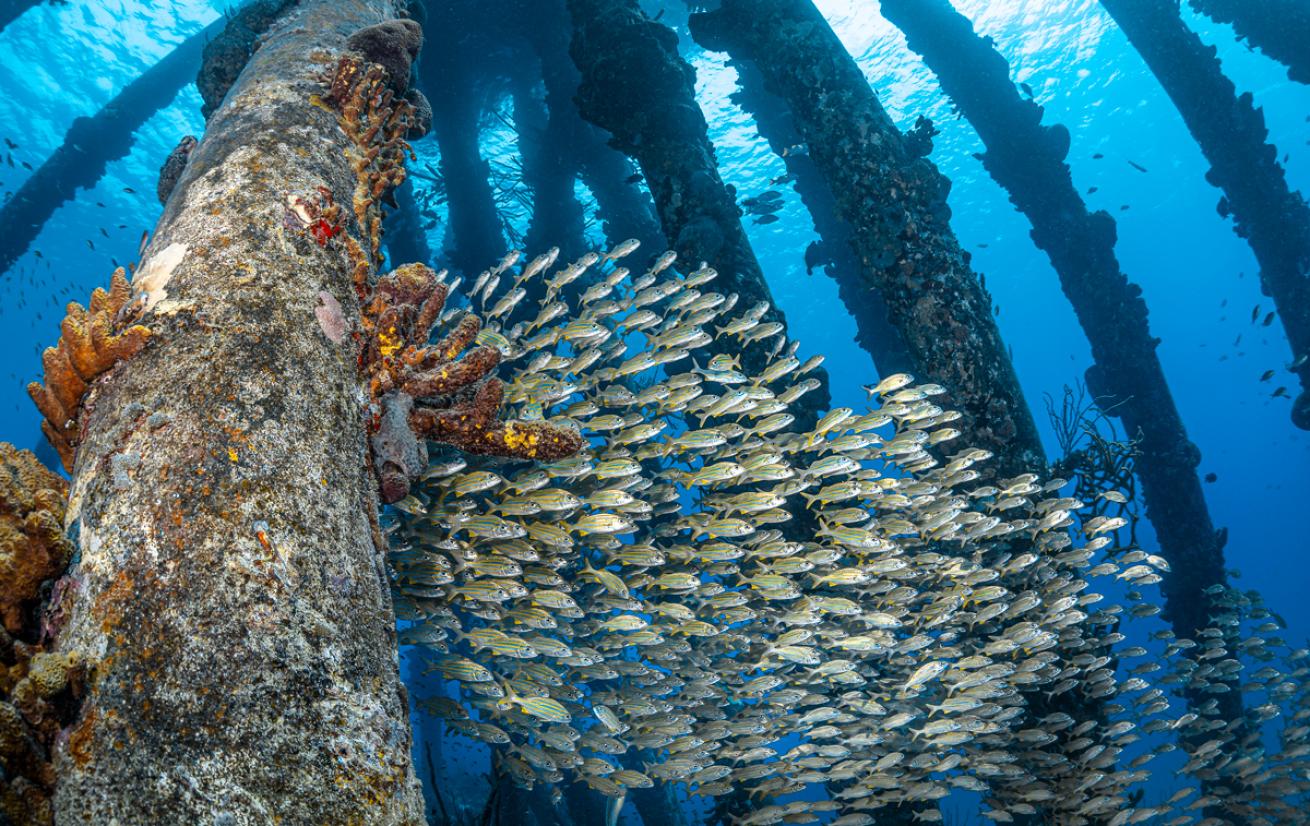 fish schooling under Salt Pier